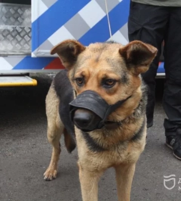 У Дніпрі у спеціальному автомобілі стерилізують хатніх безпородних собак: як скористатися безкоштовною послугою
