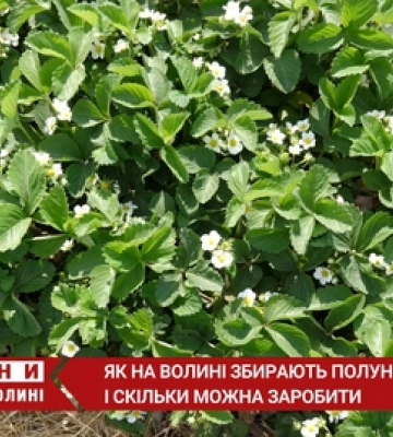 Збір полуниці: скільки грошей можна заробити на Волині (відео)