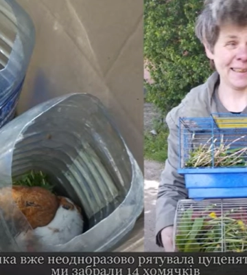 Харьковчане эвакуировали хомяков с прифронтовой Донеччины (видео)