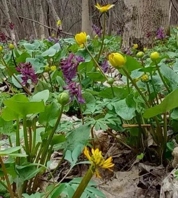 На Полтавщині створили новий заказник площею 19 га