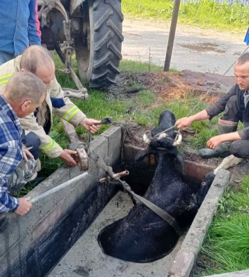 Рятувальники Рівненщини допомогли громадянам дістати корову з ями