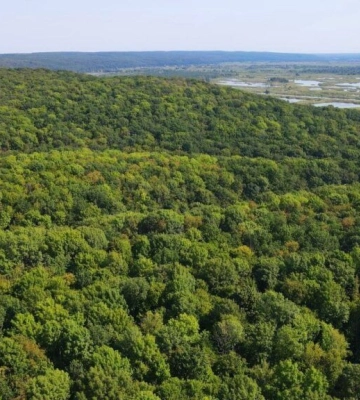 Черкаські депутати віддали майже 6 тисяч гектар лісу групі одіозних юристів