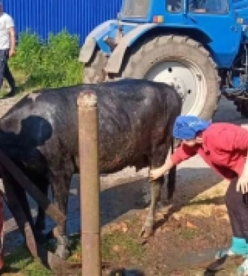 На Рівненщині надзвичайники рятували зі септика корову
