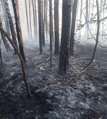 Чоловік на Поліссі ледве не спалив трактора і старий ліс