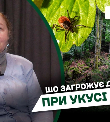 Кліщі у Дніпрі: що загрожує постраждалому від укусу (Відео)