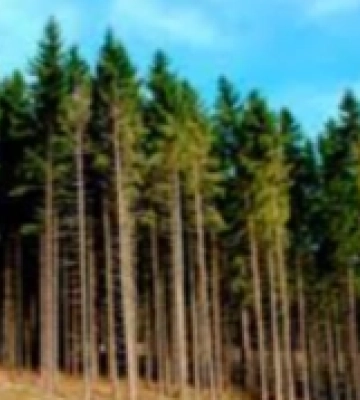 На Херсонщині діє заборона відвідувати ліси