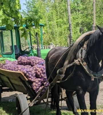 У селах на Волині практично за безцінь здають картоплю 