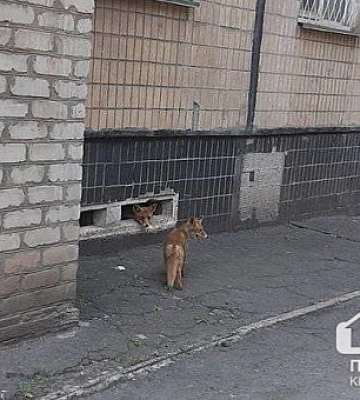 В Кривом Роге поселились две лисы