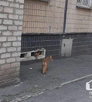 У Кривому Розі оселилися дві лисиці