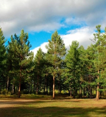 У Миколаєві державі вимагають повернути землі лісу, які міськрада незаконно передала під забудову
