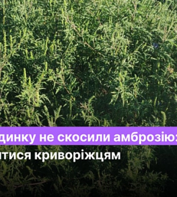 У дома не скосили амброзию: куда жаловаться криворожанам