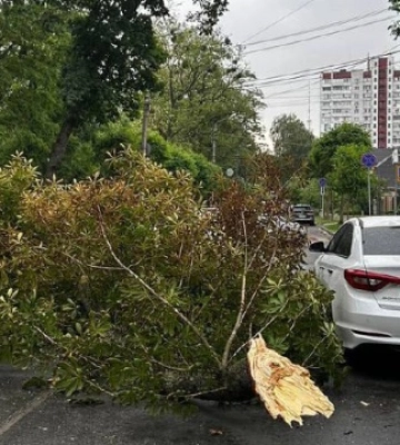 В Киеве из-за падения деревьев затруднено движение на двух улицах