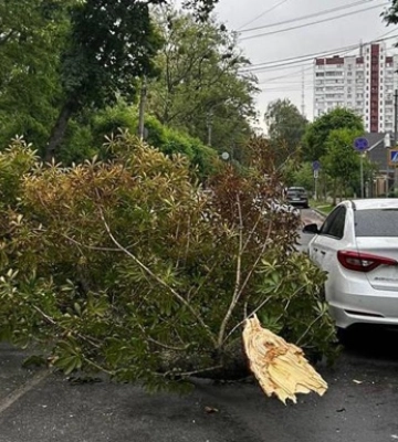 В Киеве из-за падения деревьев затруднено движение на двух улицах