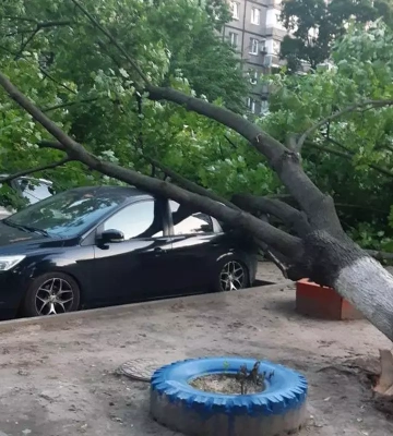 У Дніпрі на Калиновій на припарковані автомобілі впало дерево