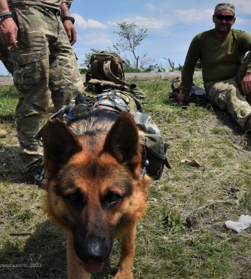 Чотирилапий миколаївський морпіх – має поранення, але продовжує службу