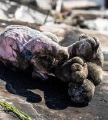 Її звали Ліза: з’явилися деталі про убиту росіянами 2-річну дівчинку на Дніпропетровщині