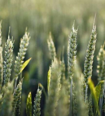 Посівна озимих культур цього року може впасти на 60% – міністр