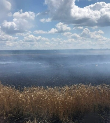 Росіяни цілеспрямовано обстрілюють поля з пшеницею: на Харківщині згоріли 130 га врожаю