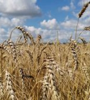 На Вінниччині обмолотили четверту частину площі