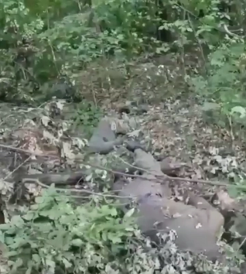 Нацгвардійці і десантники під Слов’янськом знищили групу окупантів (відео)