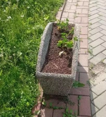Куди полтавцям повідомляти про крадіжки квітів з клумб міста