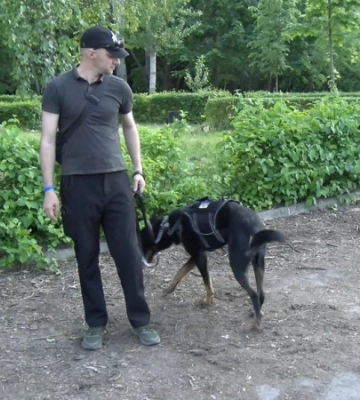 &quot;Обійми друзів&quot;: як волонтери з Луцька допомагають тваринам під час війни