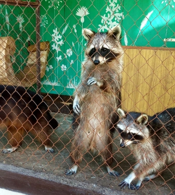 UAnimals: У затопленому зоопарку Нової Каховки врятуватися могли лише лебеді та качки