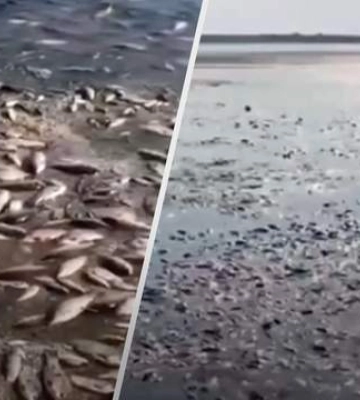 &quot;Рукотворный экоцид&quot;: на Днепропетровщине произошел массовый мор рыбы