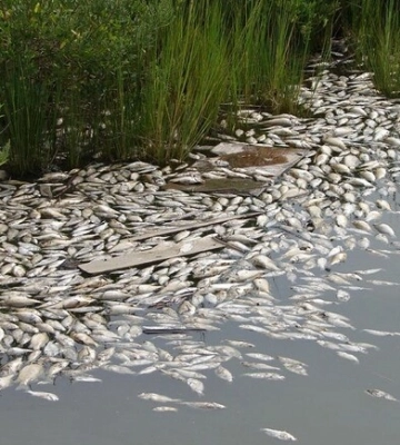 В Запорізькій області через падіння рівня води очікується мор риби