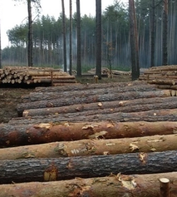 Директора лісгоспу на Чернігівщині підозрюють у незаконних вирубках на ₴39 мільйонів