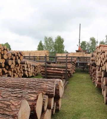 На Чернігівщині директора лісгоспу підозрюють у вирубках на 39 млн гривень