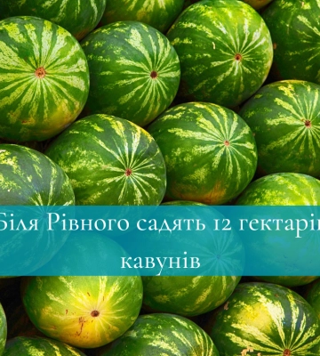 Біля Рівного садять 12 гектарів кавунів