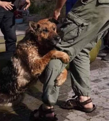 Patron Pet Center прийме на утримання домашніх тварин з зони лиха в Херсонській області