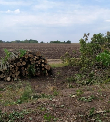 Збитки — майже 4 млн грн: на Полтавщині підприємця обвинувачують у незаконній порубці дерев