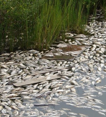 У Дніпропетровській області зафіксували масовий море риби — голова ОВА