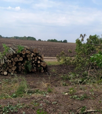 Збитки — майже 4 млн грн: на Полтавщині підприємця обвинувачують у незаконній порубці дерев