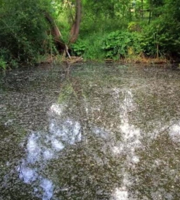 У ставку на Полтавщині виявили тіло пенсіонерки
