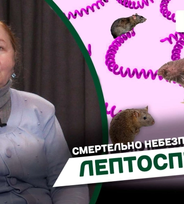Лептоспіроз у Дніпрі: як розповсюджується смертельно небезпечна хвороба (Відео)