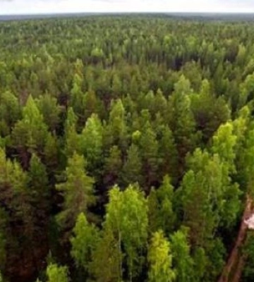 В Николаевской области затоплены гектары лесов из-за подрыва Каховской ГЭС