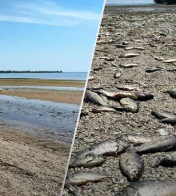 У деяких місцях вода відійшла аж на 300 метрів: кадри з села, де стався масовий мор риби