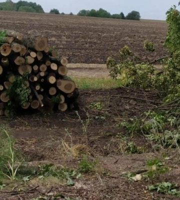 На Полтавщині судитимуть підприємця, який вирубав дерев на суму чотири мільйони гривень