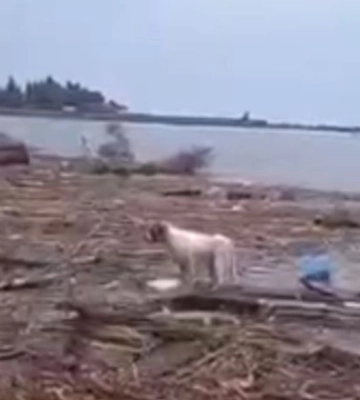 На Одещині у морі плавають будинки з затопленої Херсонщини