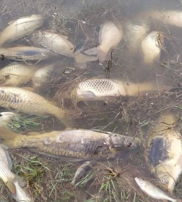 На Миколаївщині може виникнути проблема з мором риби, але наразі якість води в межах норми
