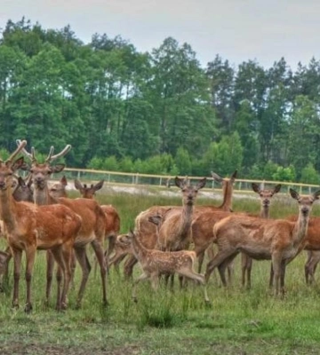 Лісівники Полісся показали як вирощують маленьких оленят (ФОТО)