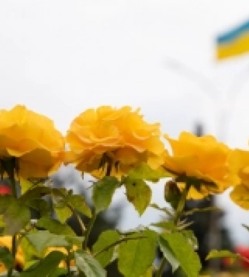 Подяка за прихисток: в Ужгороді розквітли троянди, які місту передали з Донеччини. ФОТО