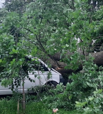 По вулиці Стрітенській у Полтаві впало дерево