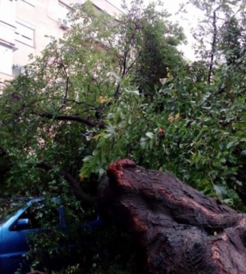 У Мукачеві дерево впало на легковик