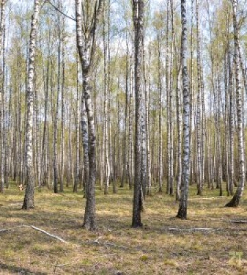 Самовільна рубка в лісах Житомирщини призвела до загибелі місцевого жителя