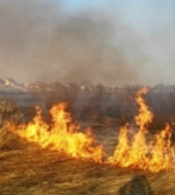 В Ужгороді загорівся сухостій: рятувальники загасили пожежу