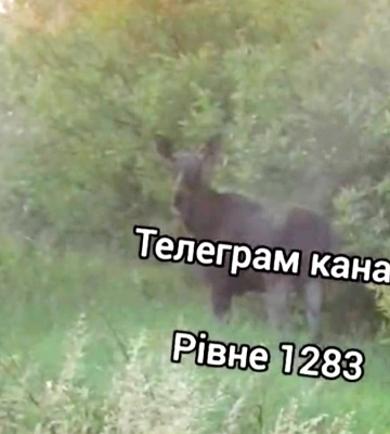 Цілу родину лосів помітили біля Квасилова (ВІДЕО)